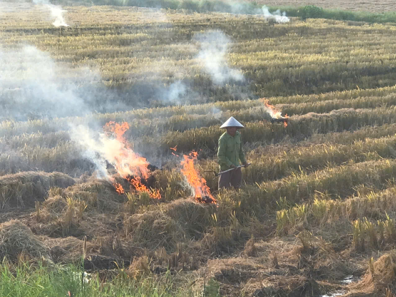 Không đốt rơm rạ – Chung tay bảo vệ môi trường, giữ gìn quê hương xanh sạch đẹp